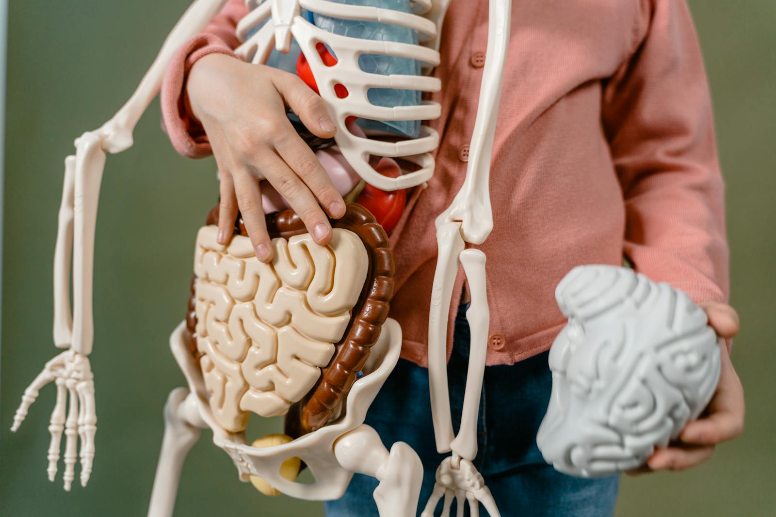 A child interacts with a detailed anatomical skeleton model
