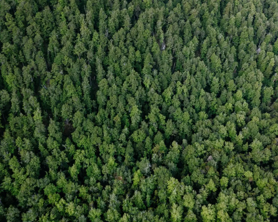 Ecology Over Expediency: The Supreme Court’s - Aerial view of a dense evergreen forest creating a lush green canopy in Otago,