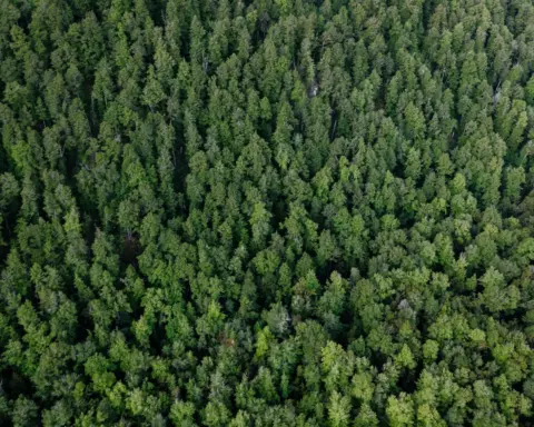 Ecology Over Expediency: The Supreme Court’s - Aerial view of a dense evergreen forest creating a lush green canopy in Otago,