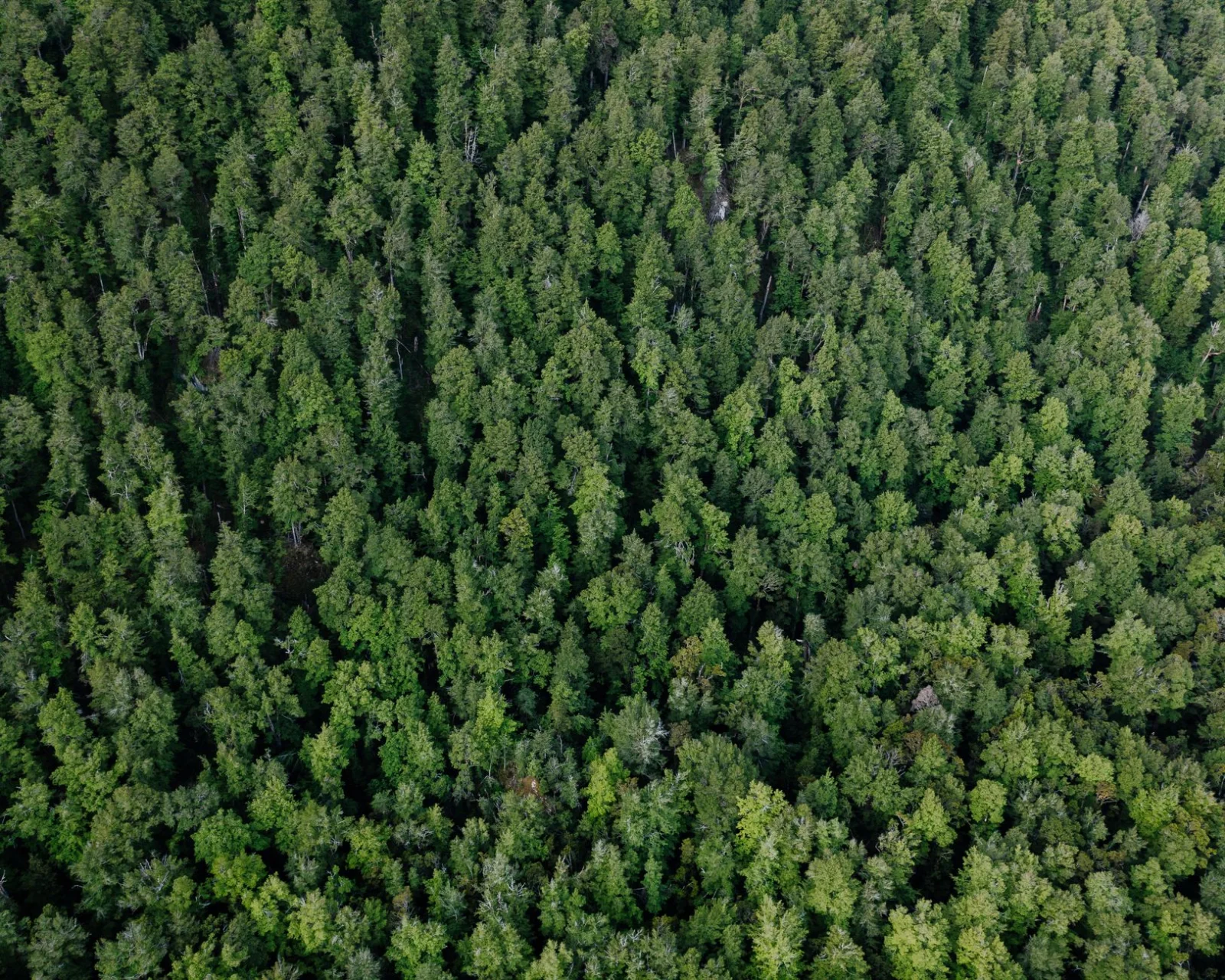Ecology Over Expediency: The Supreme Court’s - Aerial view of a dense evergreen forest creating a lush green canopy in Otago,