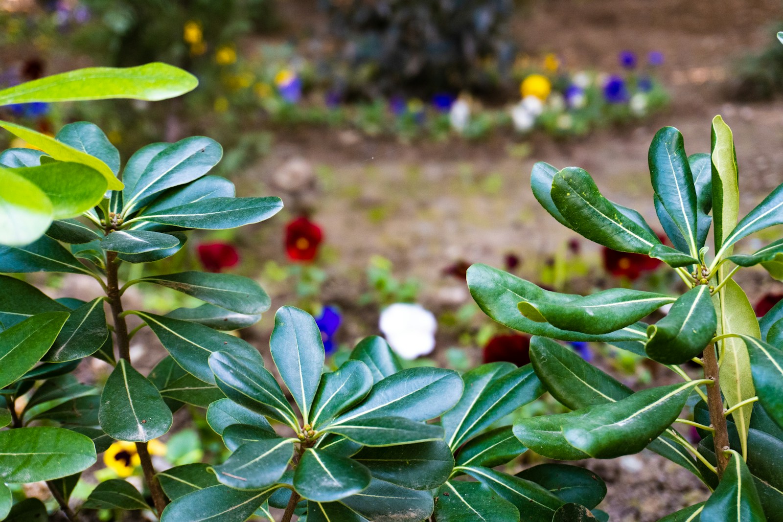 Green plants with colorful flowers in the background.