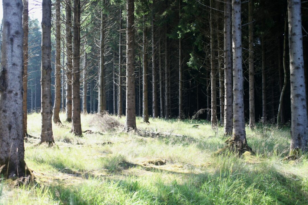 Supreme Court Balances Forest Rights and Conservation