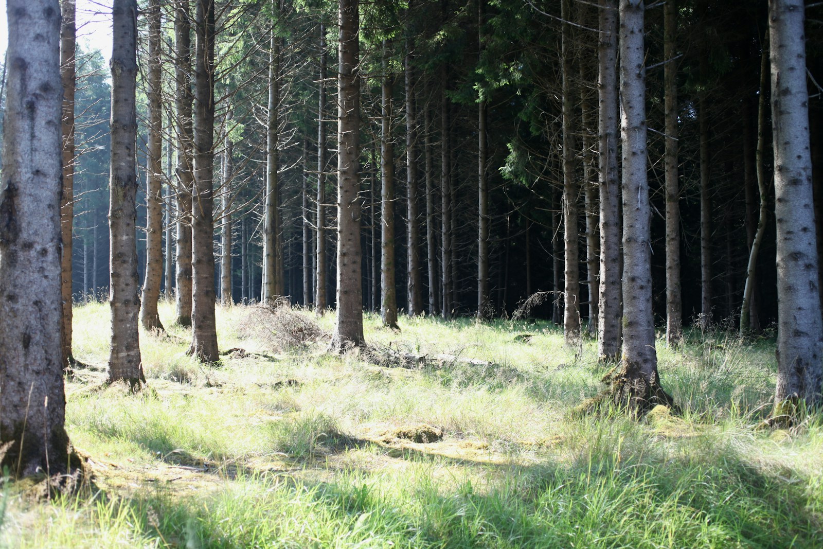 Supreme Court Balances Forest Rights and Conservation