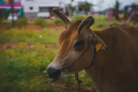 madras high court cow slaughter tamil - A close-up of a brown cow in a rural field in Tamil Nadu, India, showcasing agricultu