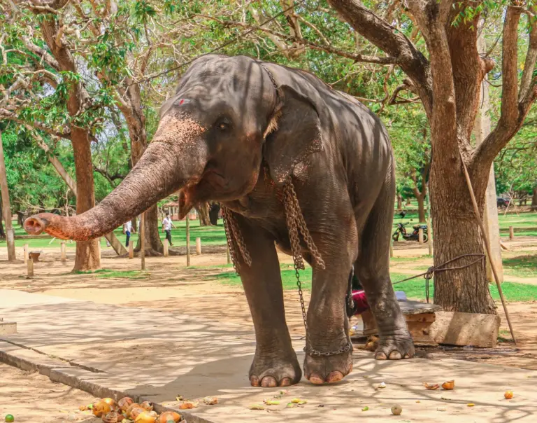 contempt undertaking captive elephant - When - An elephant in captivity stands chained in a park surrounded by trees.